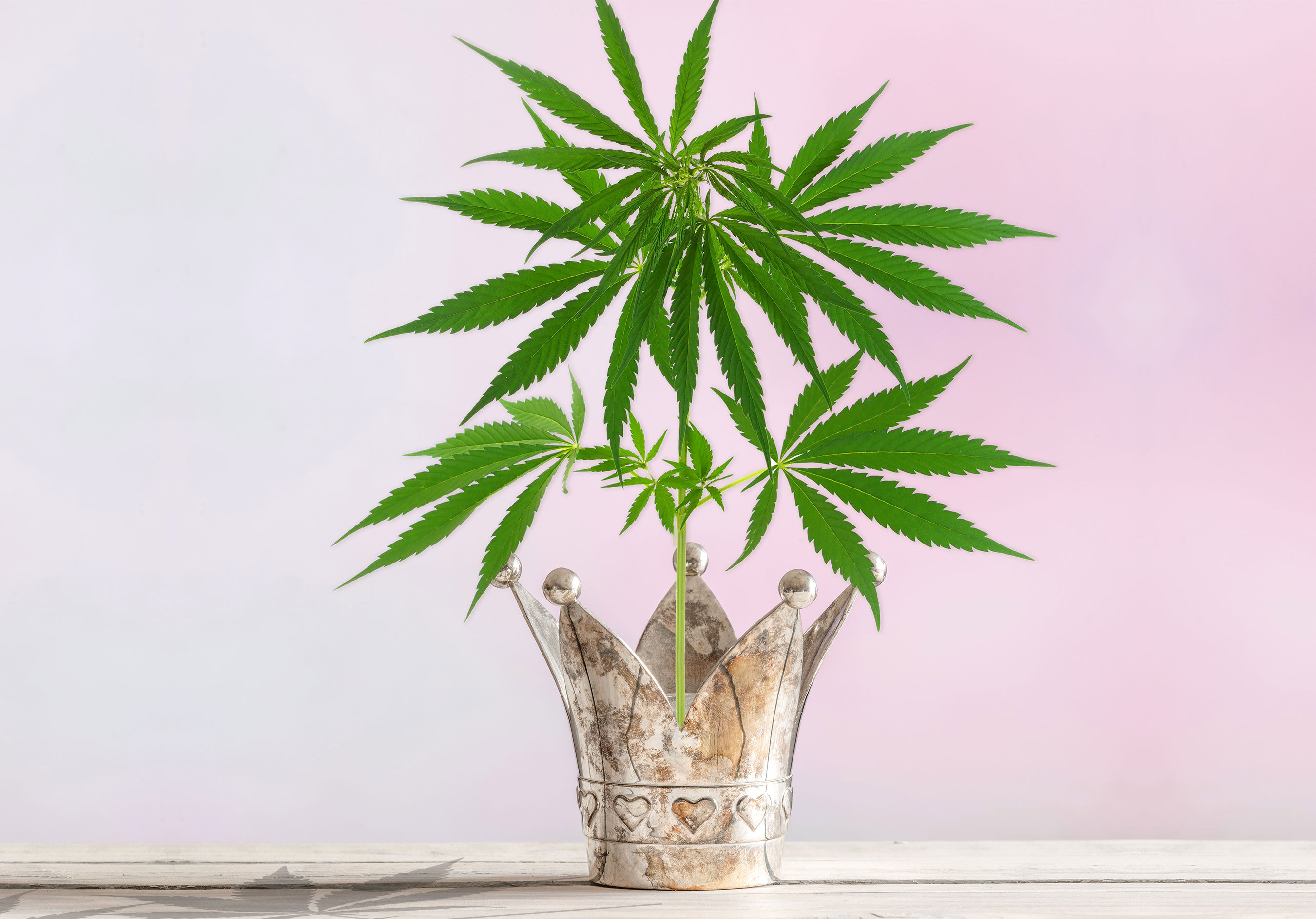 COULD INDUSTRIAL HEMP BE THE NEXT HEIR TO THE THRONE?